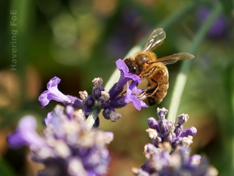 A bee visiting a lavender flower