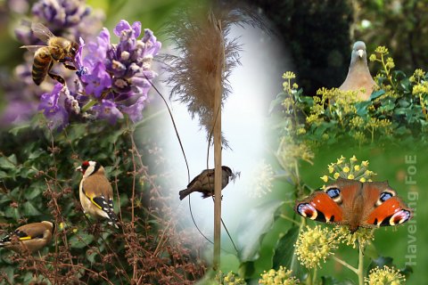 Wildlife in a garden