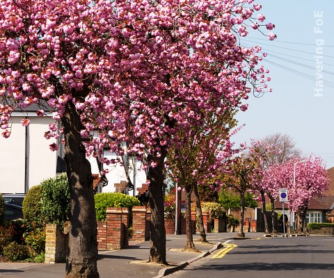 Springfield Gardens, Upminster