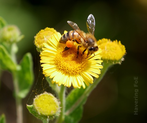 Bee on a fleabane flower