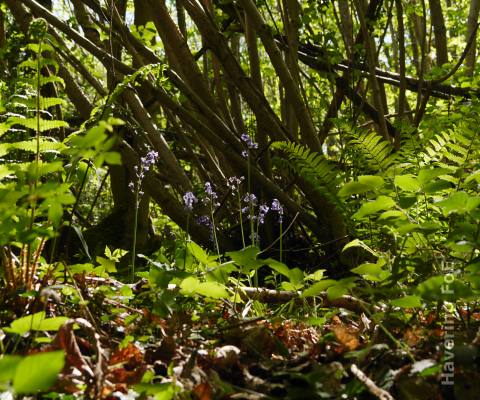 Trees, bluebells and ferns