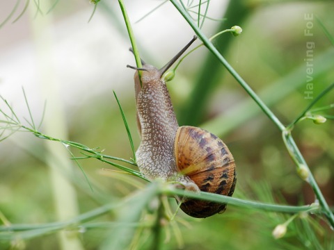 A snail climbing up a stem